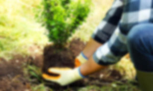 Planting Services